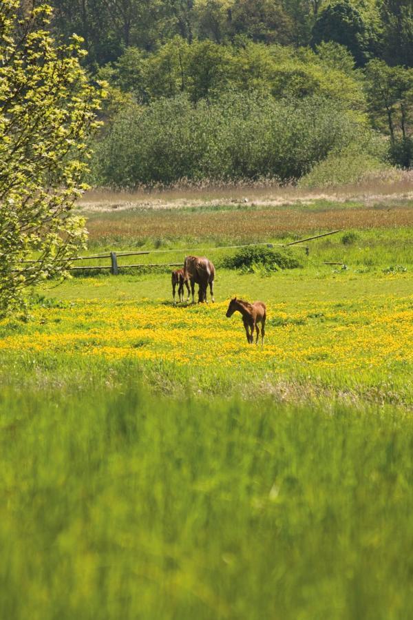 Ferienwohnung Dein Ostseetrip Kühlungsborn Zewnętrze zdjęcie